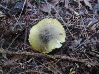 Tricholoma sejunctum image