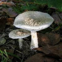 Amanita canescens image