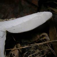 Amanita canescens image