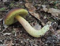 Leccinum rubropunctum image