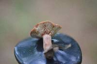 Lactarius oculatus image