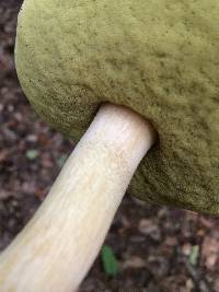 Boletus chippewaensis image