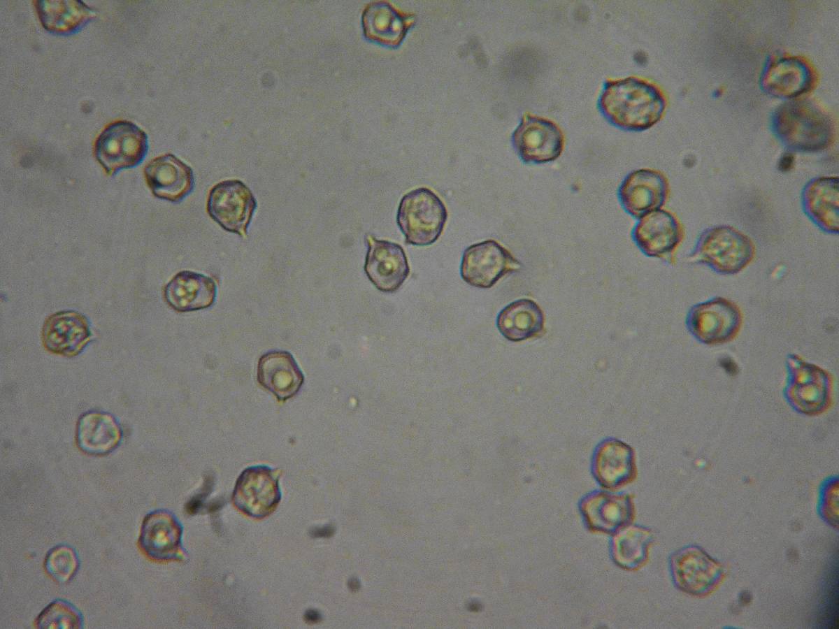 Entoloma fusciceps image