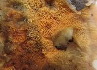 Merulius tremellosus image