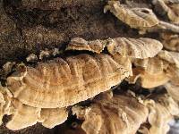 Trametes ochracea image