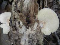 Crepidotus crocophyllus image