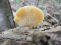 Crepidotus crocophyllus image