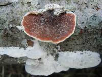 Gloeoporus dichrous image