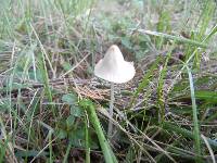 Conocybe apala image