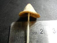 Conocybe apala image