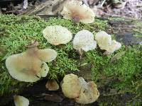 Crepidotus applanatus image