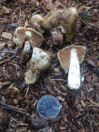 Cortinarius pinguis image