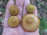 Cortinarius semisanguineus image