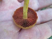 Cortinarius semisanguineus image
