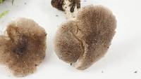 Tricholoma terreum image