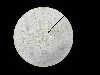 Pholiota alnicola var. alnicola image