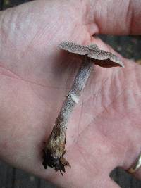 Cortinarius hemitrichus image