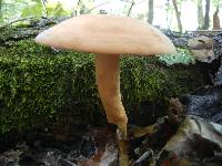 Lactarius volemus image
