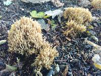 Ramaria stricta image