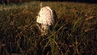 Amanita thiersii image