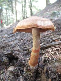 Cortinarius armillatus image