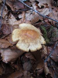 Marasmius strictipes image