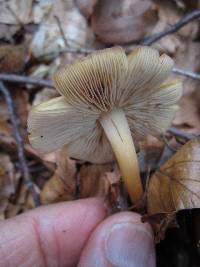 Marasmius strictipes image