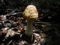 Amanita flavorubens image