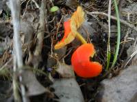 Hygrocybe acutoconica image