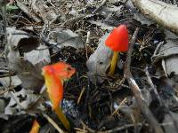 Hygrocybe acutoconica image