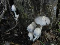 Coprinopsis variegata image