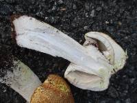 Agaricus nanaugustus image