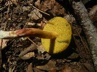 Hortiboletus campestris image