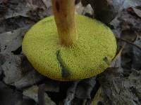 Hortiboletus campestris image