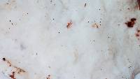 Tyromyces chioneus image