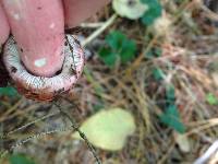 Russula peckii image