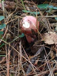 Russula peckii image