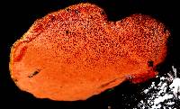 Pycnoporus sanguineus image