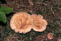 Lactarius vinaceorufescens image