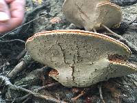 Ganoderma curtisii image