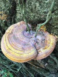 Ganoderma curtisii image