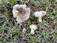 Russula pulverulenta image