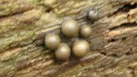 Lycogala epidendrum image