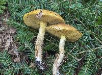 Suillus subaureus image