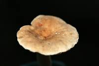 Lactarius subplinthogalus image