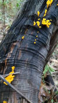 Dacryopinax spathularia image