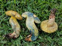 Boletus luridellus image