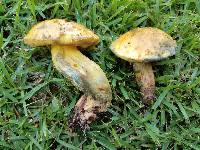 Boletus luridellus image