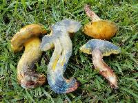 Boletus luridellus image