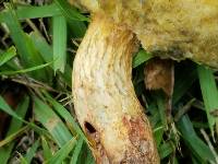 Boletus luridellus image